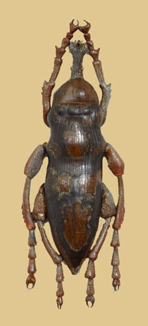 bug